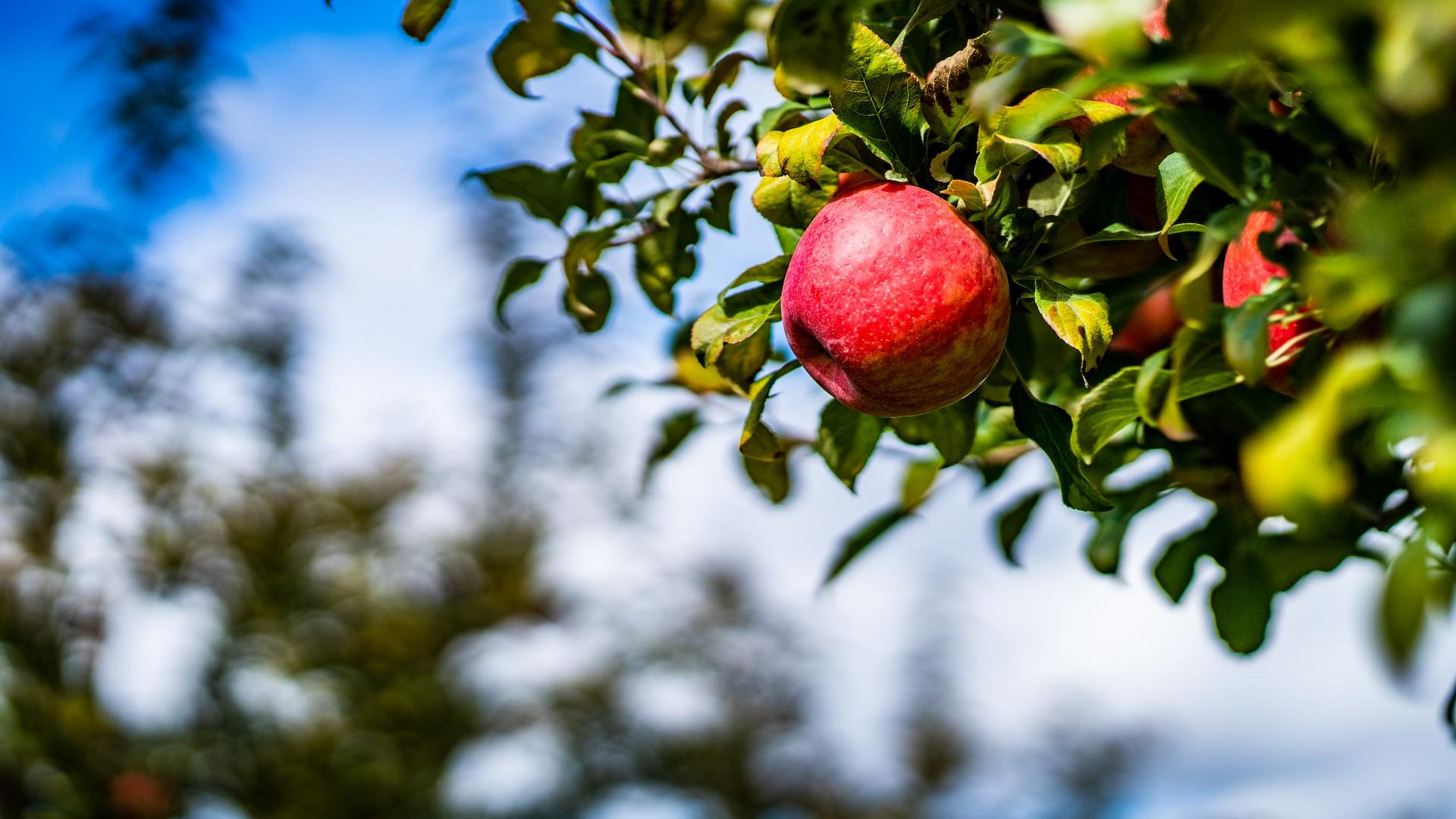 red apple fruit on tree during daytime