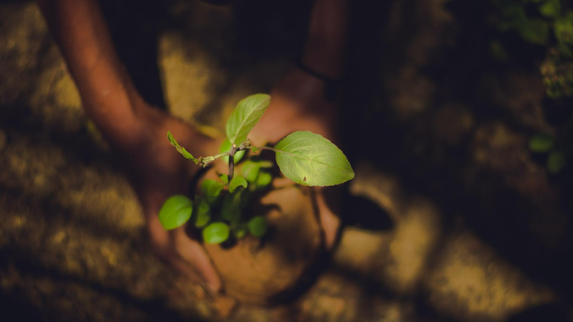 person holding green leaf plant