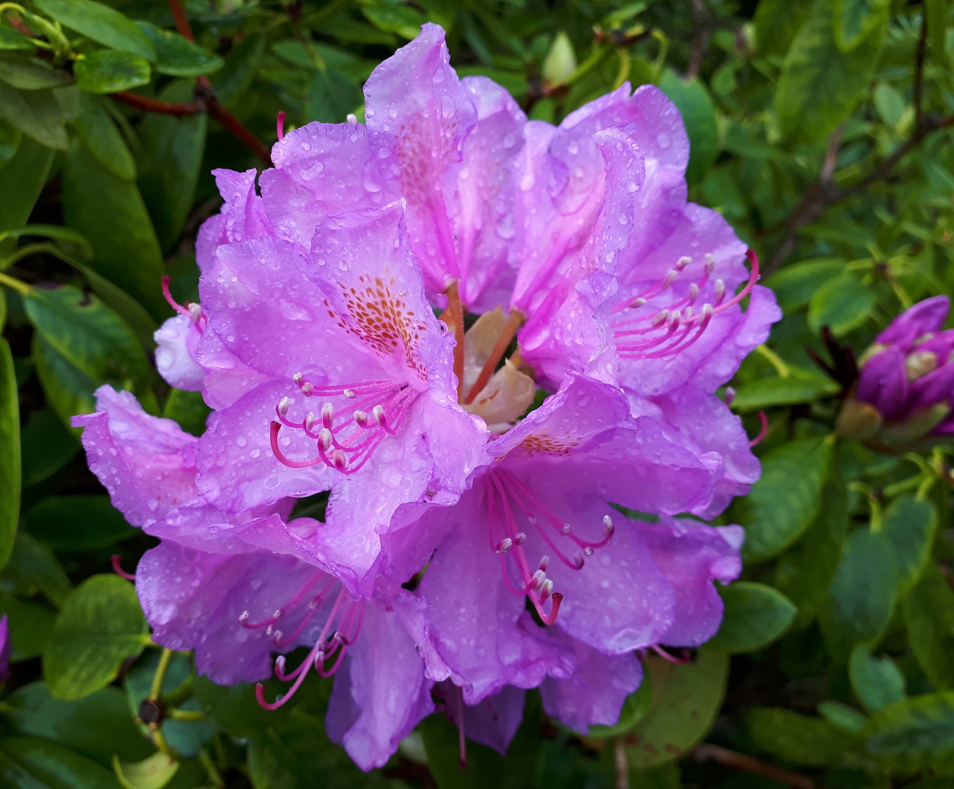 Un Rhododendron Mon Jardin - Pépinière de 14000m² pour amoureux des plantes