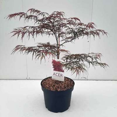 ACER (ROSSI) PALM. DISS. GARNET - CLT. 10 